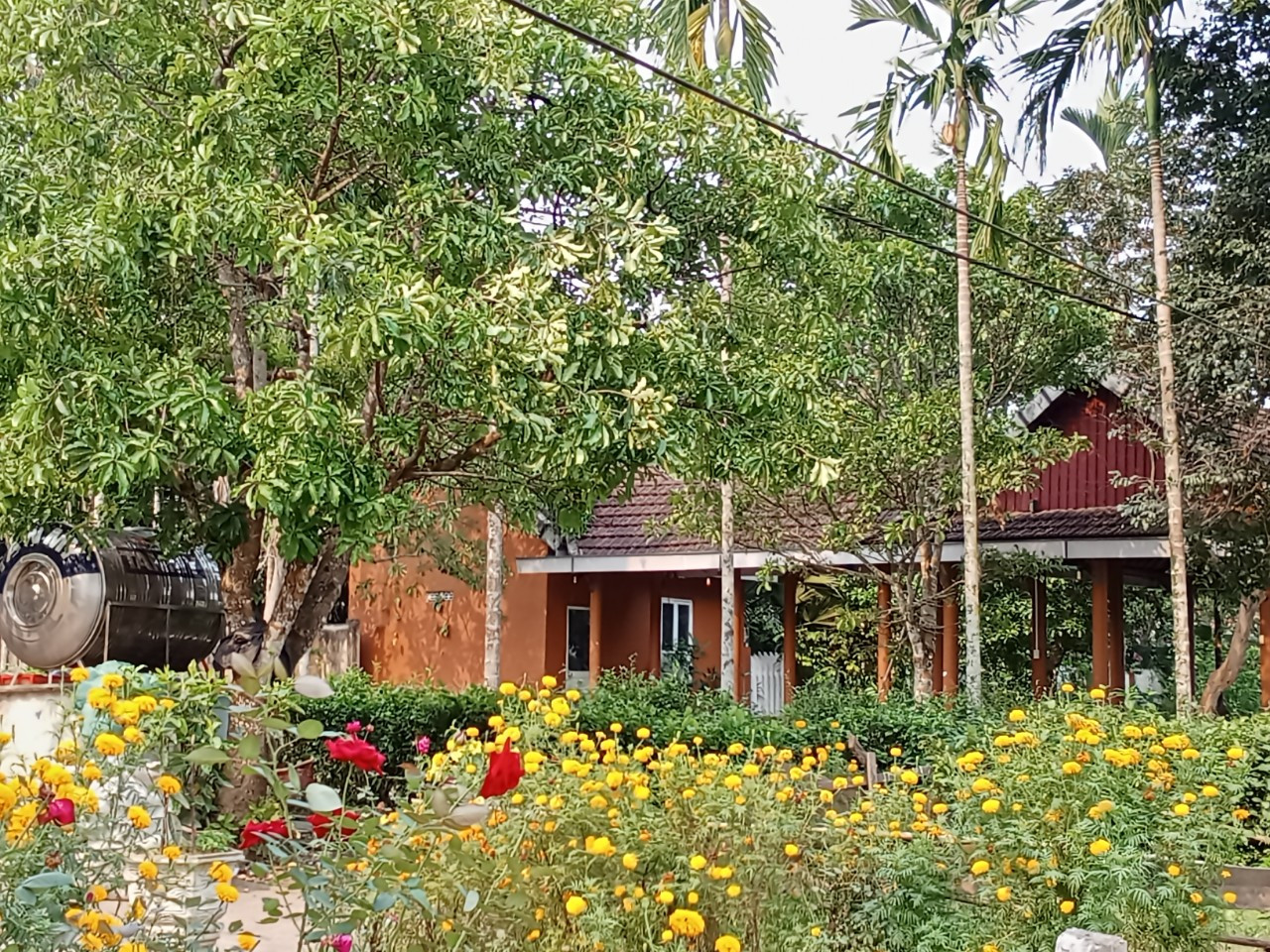 Khu vườn trước nh&agrave; t&aacute;c giả b&agrave;i viết - Ảnh: Ho&agrave;ng Hải L&acirc;m